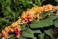 Fiveangled dodder, or Cuscuta pentagona, a parasitic plant on bougainvilleeae flowers Royalty Free Stock Photo