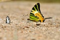 Fivebar Swordtail butterfly Royalty Free Stock Photo