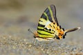 Fivebar Swordtail butterfly Royalty Free Stock Photo