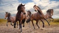 Fivebay horse galloping Royalty Free Stock Photo