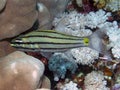 A Fiveline Cardinalfish Cheilodipterus quinquelineatus in the Red Sea Royalty Free Stock Photo