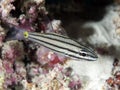 Fiveline cardinalfish