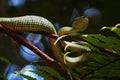 Fiver Borneo on Branch in Borneo Forest