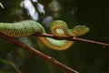 Fiver Borneo on Branch in Borneo Forest