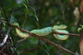 Fiver Borneo on Branch in Borneo Forest