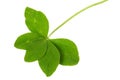 Fiver-leaf clover Royalty Free Stock Photo