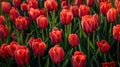 Fixed: Full frame of natural tulip flowers. Royalty Free Stock Photo