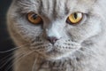 Fixed look of beautiful britan tom-cat macro. Selective focus Royalty Free Stock Photo