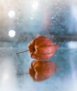 fizalis flower close-up bokeh background light macro Royalty Free Stock Photo