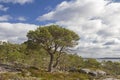 Fjell landscape on the island Ertvagoy