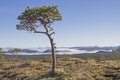 Fjell landscape in the Trondelag