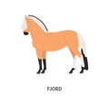 Fjord breed horse flat vector illustration. Pedigree equine, Norwegian hoss. Equestrian sport, horseback riding concept