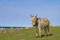 Fjord donkey