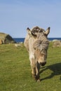 Fjord donkey