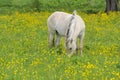Fjord horse Royalty Free Stock Photo
