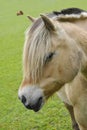 Fjord Horse Royalty Free Stock Photo