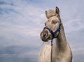 Horse portrait