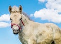 Fjord horse foal portrait