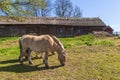 Fjord horses graze at an old barn in the countryside