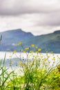 Fjord landscape, Saudafjord in Norway