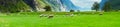 Fjord Valley with Sheeps Royalty Free Stock Photo