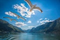 fjords with birds near the Flam in Norway