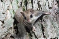 Fkying squirrel on a tree