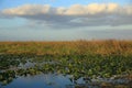 FL Everglades landscape image of sawgrass. Royalty Free Stock Photo