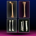 Leg Bones - Healthcare - Science - Medical Treatment - Organ