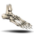 Toe Skeleton - Human Anatomy - Healthcare - Science