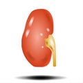 Scientific medical illustration kidney, 2d graphic illustration on white background