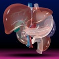 Liver and Stomach - Healthcare - Science - Medical Treatment - Organ