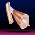 Structure of Skeletal Muscle - Skeletal muscle structure with anatomical inner layers - fascicle