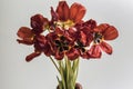 Flabby red tulips on a white background in a vase close-up