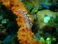 Flabellina exoptata in coral reef Royalty Free Stock Photo