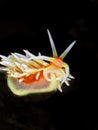 Flabellina Nudi Branch Close-up shot, black background