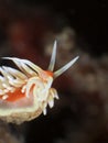 Flabellina Nudi Branch Close-up shot