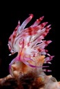 Flabellina rubrolineata