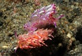 Flabellina Rubrolineata Couple