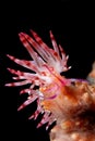 Flabellina rubrolineata, nudi branch