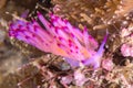 Flabellina rubrolineata Nudibranch, Sea Slug Royalty Free Stock Photo