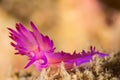 Flabellina rubrolineata Nudibranch, Sea Slug