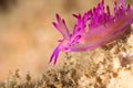 Flabellina rubrolineata Nudibranch, Sea Slug