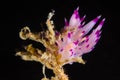 Flabellina rubrolineata Nudibranch, Sea Slug