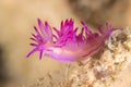 Flabellina rubrolineata Nudibranch, Sea Slug Royalty Free Stock Photo