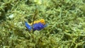 Spanish Shawl off the coast of California