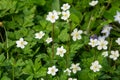 Flaccid anemone with neat white flowers in the garden.