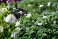 Flaccid anemone with neat white flowers in the garden.