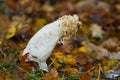 Flaccid Common stinkhorn