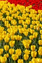 flaccid yellow and few red tulips in the field - close-up full frame background with selective focus